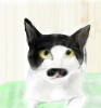 Nyan~